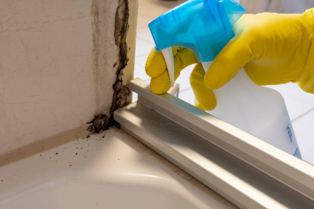 Best Localized Mold Remediation (e.g., coastal areas, humid climates) in Red Lion, PA